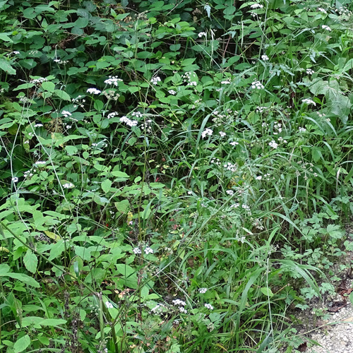 Wald-Borstendolde / Torilis japonica